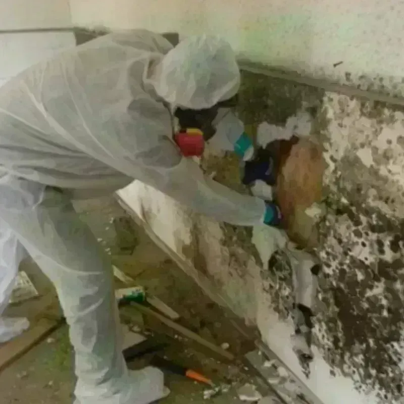 Mold Remediation and Removal in Summerlin South, NV